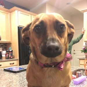 Meet your Posher, Anisah